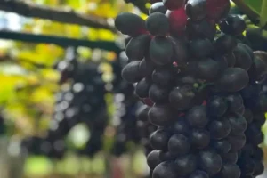 Rota Uva & Vinho do Paraná destaca Marialva e fortalece o turismo rural na região