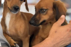 e8eaf2e9-00d5-4814-830c-34e1bf63373a