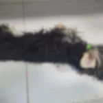 mata-cachorro-ameaca-ex-2