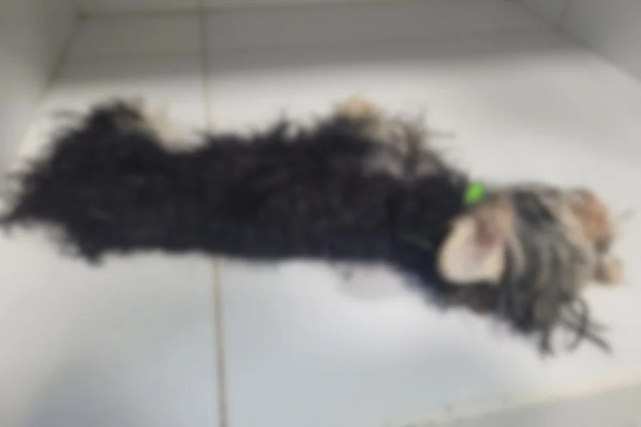 mata-cachorro-ameaca-ex-2