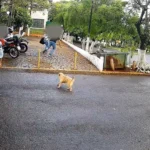 seguranca-observa-assalto-e-nao-reage-01071113-0-202603091708-3