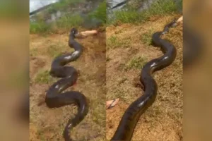 sucuri-captura-cachorro-ms