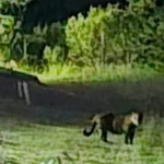 Acompanhe o GMC Online no Instagram Clique aqui e receba as nossas notícias pelo WhatsApp Entre no canal do GMC Online no Instagram (15)