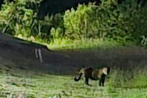 Acompanhe o GMC Online no Instagram Clique aqui e receba as nossas notícias pelo WhatsApp Entre no canal do GMC Online no Instagram (15)