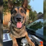 Captura de tela 2026-04-23 150740