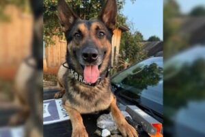 Captura de tela 2026-04-23 150740