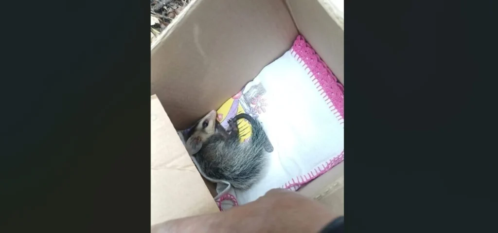 Captura de tela 2026-04-27 143348