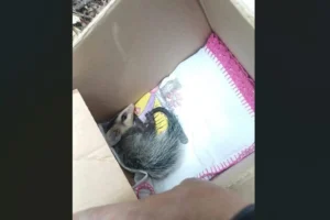 Captura de tela 2026-04-27 143348