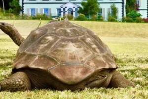 GOUHTC4DCBHDHEICQ3GRO2FGFM