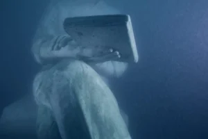 Empresa maringaense cria 1º museu subaquático dentro do mar no Brasil