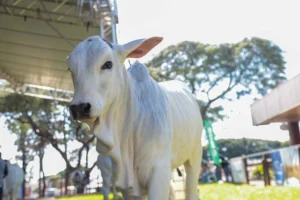 WhatsApp Image 2026-04-30 at 18.11.03