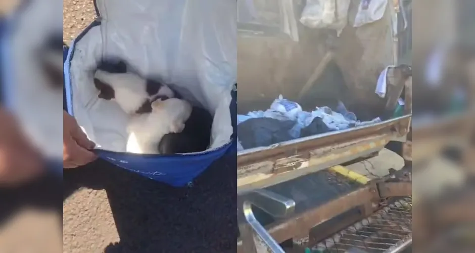 filhotinhos-quase-sao-compactados-em-caminhao-de-l-01083958-0-202604232316-3