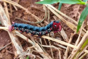 lagartas-4-768×512