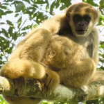 monos_carvoeiro_robson_hack (1)