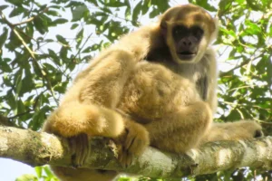 monos_carvoeiro_robson_hack (1)