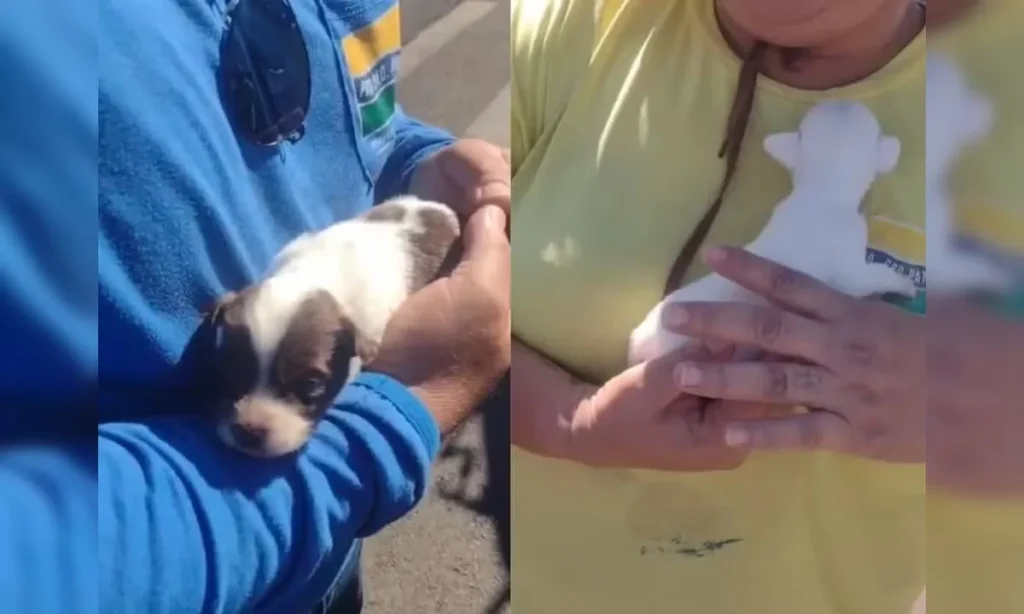 os-animais-estavam-dentro-de-uma-bolsa-termica-des-01083958-0-202604232316-ProportionalFillBackground