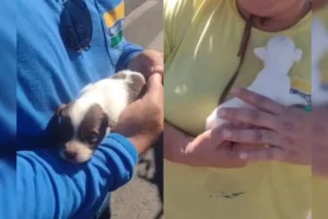 os-animais-estavam-dentro-de-uma-bolsa-termica-des-01083958-0-202604232316-ProportionalFillBackground