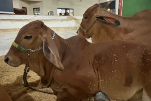 Expoingá transforma visita aos animais em tradição entre famílias maringaenses 