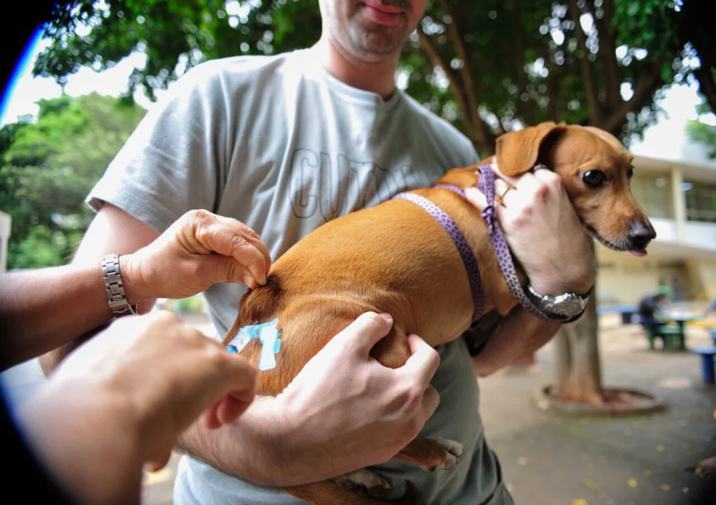 DF vacina cães e gatos na área urbana