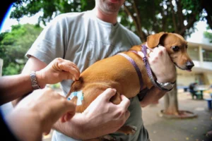 DF vacina cães e gatos na área urbana