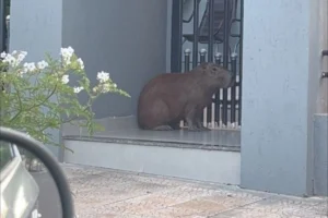 capivara-e-flagrada-na-avenida-sao-paulo-em-loanda-6a1dc09622fcb