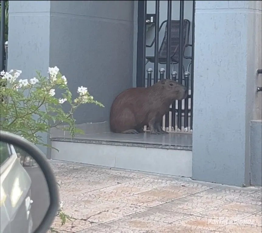 capivara-e-flagrada-na-avenida-sao-paulo-em-loanda-6a1dc09622fcb