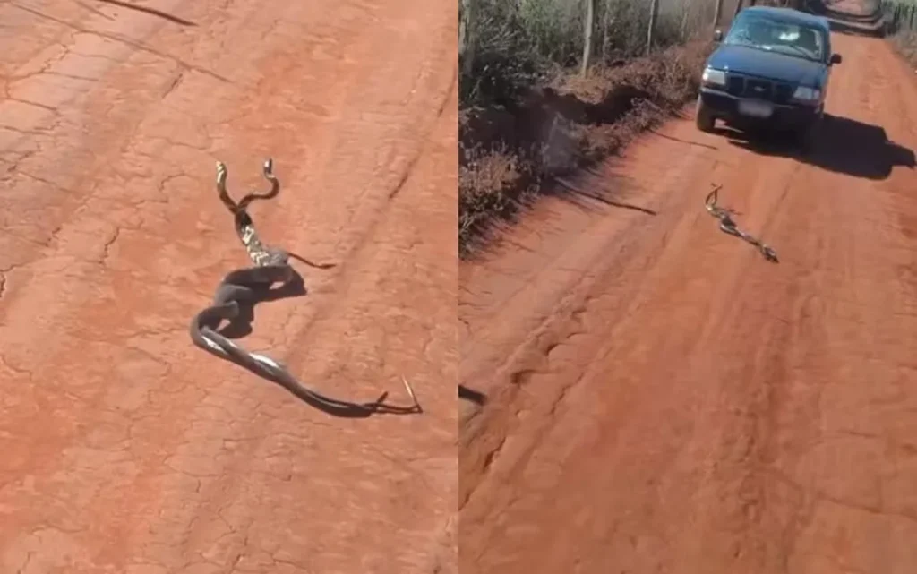 cobras-enroladas-estrada-goias