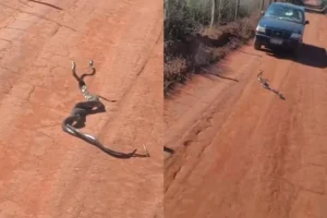 cobras-enroladas-estrada-goias