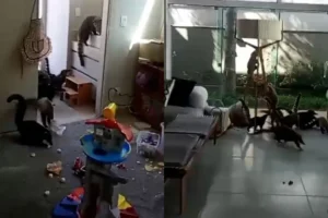 gangue-dos-quatis-invade-condominio-de-luxo-no-pr–01096423-0-202606081228-3