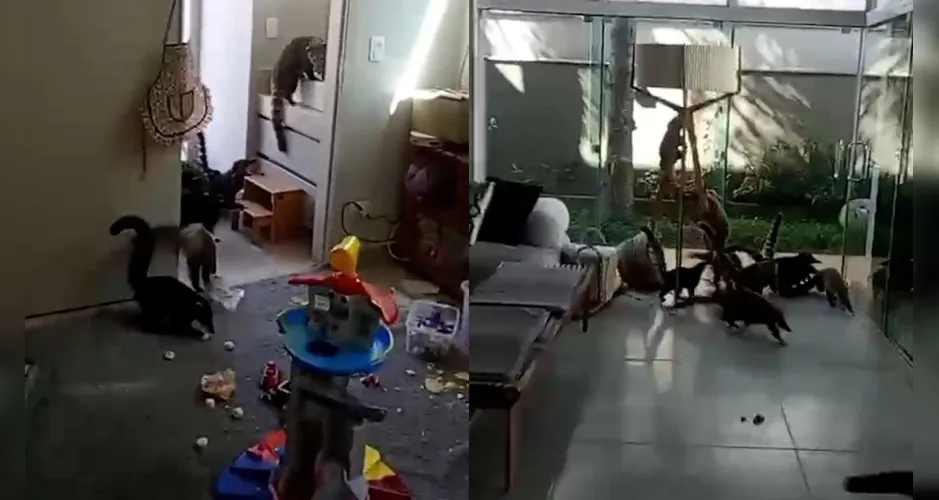 gangue-dos-quatis-invade-condominio-de-luxo-no-pr–01096423-0-202606081228-3