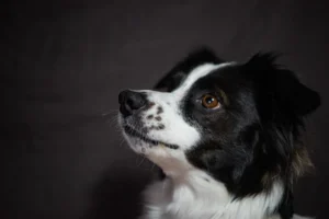 Border Collie foto pexels