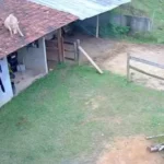 vaca-cai-de-telhado-de-casa-e-assusta-moradores-em-01096748-0-202606091203-3