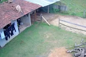 vaca-cai-de-telhado-de-casa-e-assusta-moradores-em-01096748-0-202606091203-3