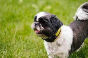 shih tzu imagem pexels
